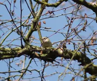 Humes bladkoning [Phylloscopus humei]